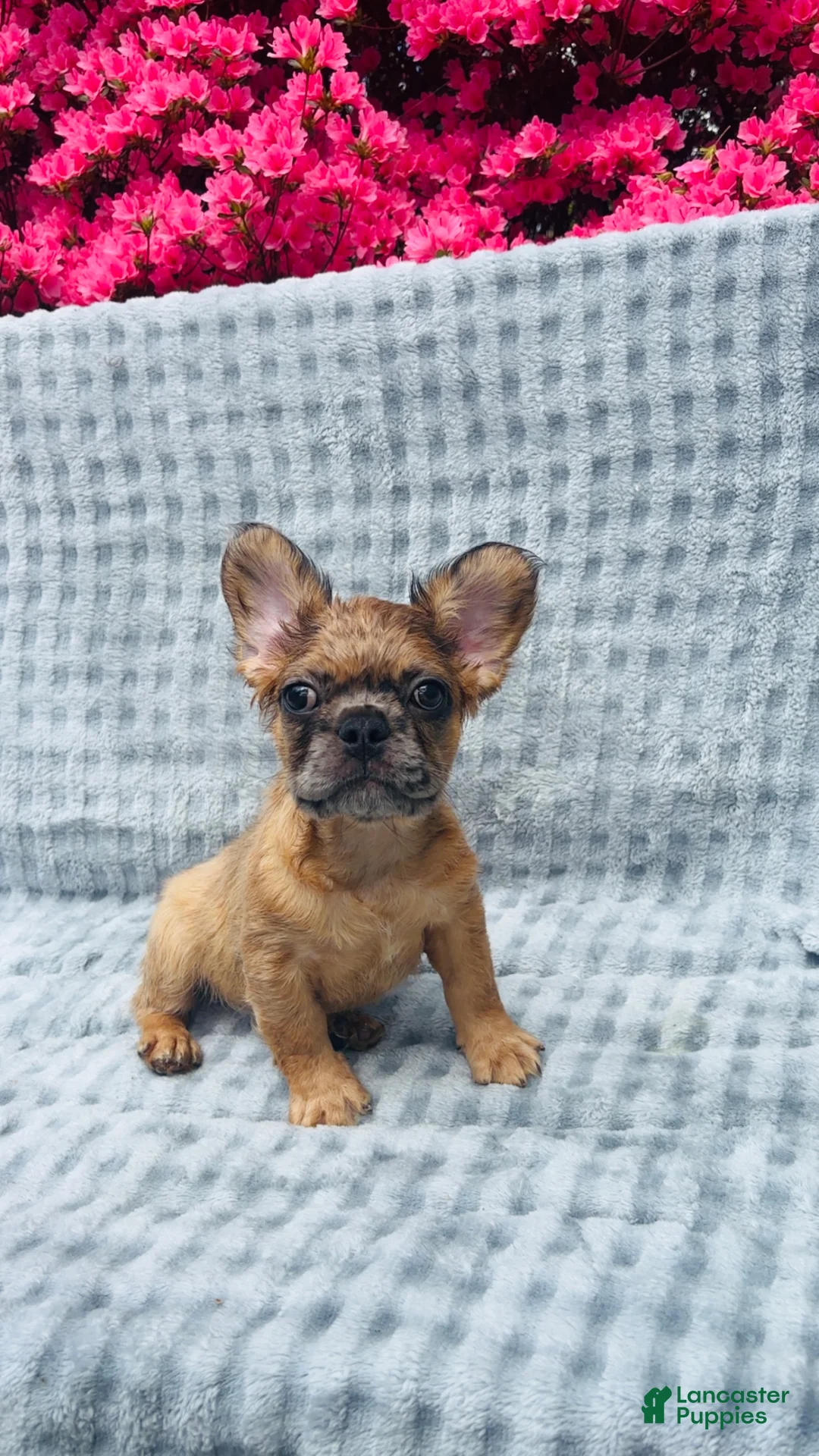 French Bulldog dogs for sale: Flinstone - Ad 1
