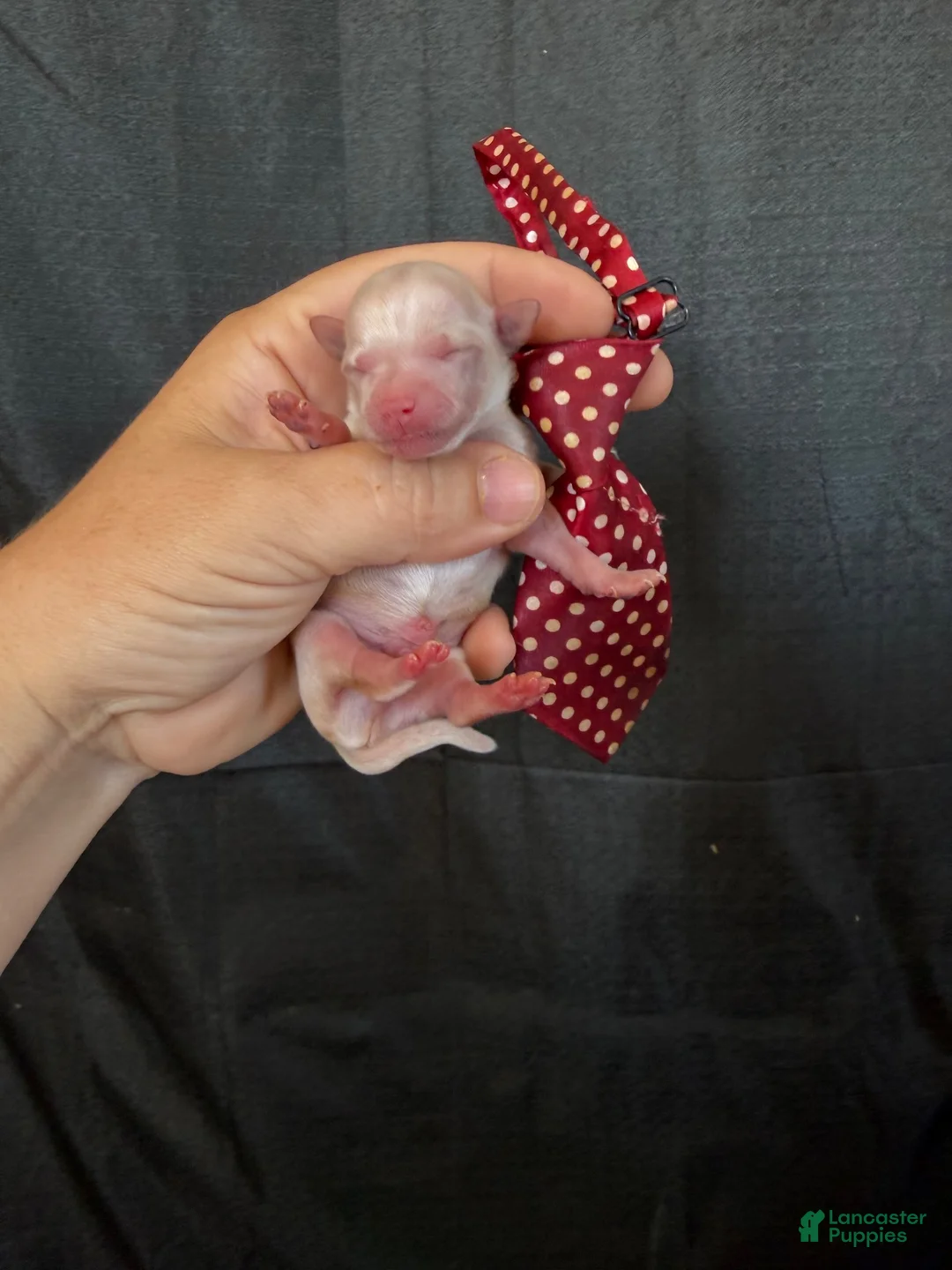 Maltipoo dogs for sale: Cali’s Boy! Red Tie - Ad 1