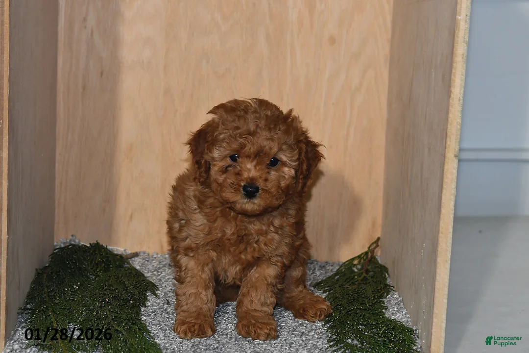 Mini Goldendoodle dogs for sale: Jade - Ad 4