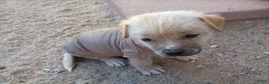 Chinese Crested 2