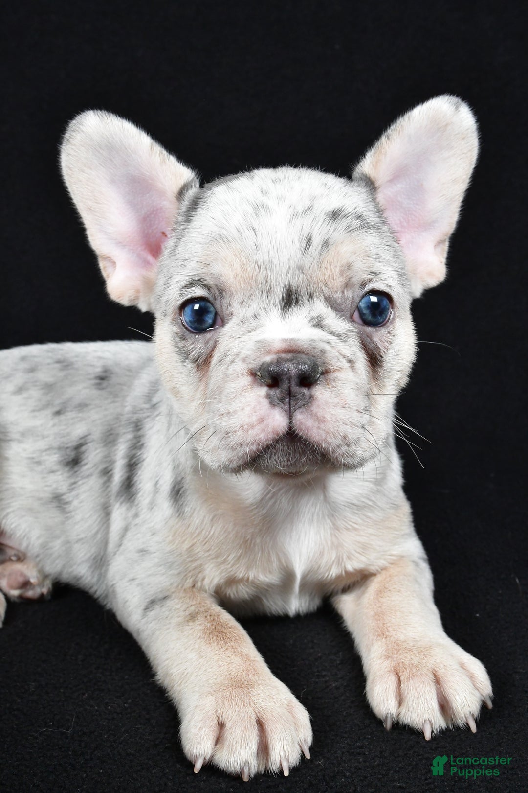 French Bulldog dogs for sale: Frankie - Ad 2