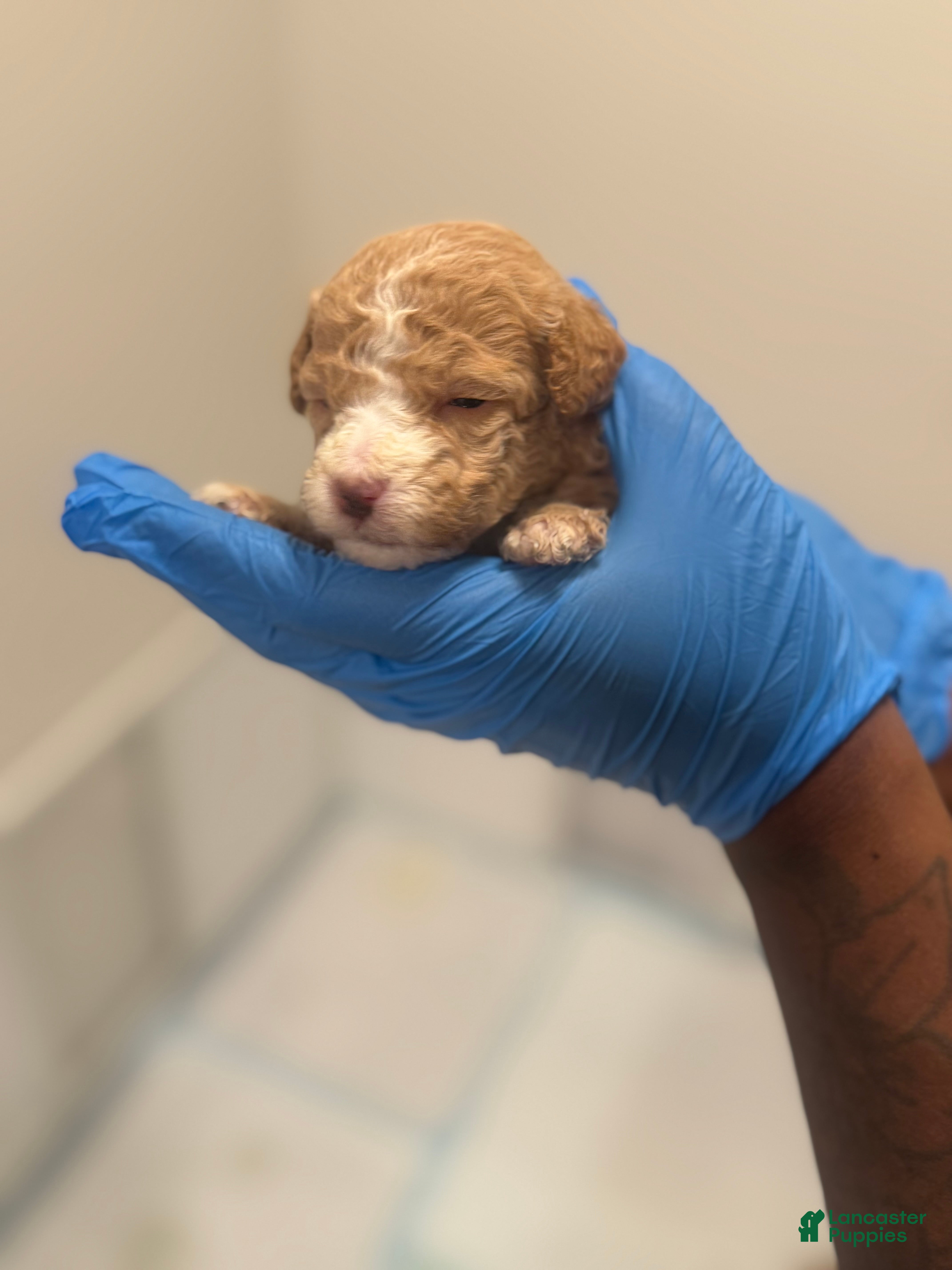 Mini Goldendoodle dogs Mini Goldendoodle ‘Caramel’  - Ad 5