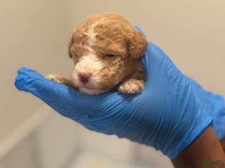 Mini Goldendoodle dogs Mini Goldendoodle ‘Caramel’ - Ad 32