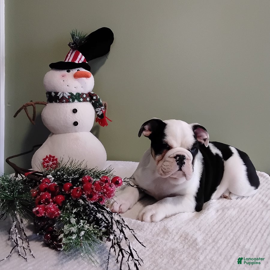 English Bulldog dogs Winifred - Ad 5