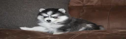 Pomsky dogs for sale: Daisy READY NOW - Ad 4
