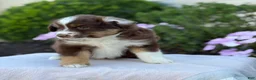 Miniature Australian Shepherd dogs for sale: Asher - Ad 8