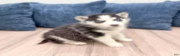 Siberian Husky dogs for sale: Kiana - Ad 3