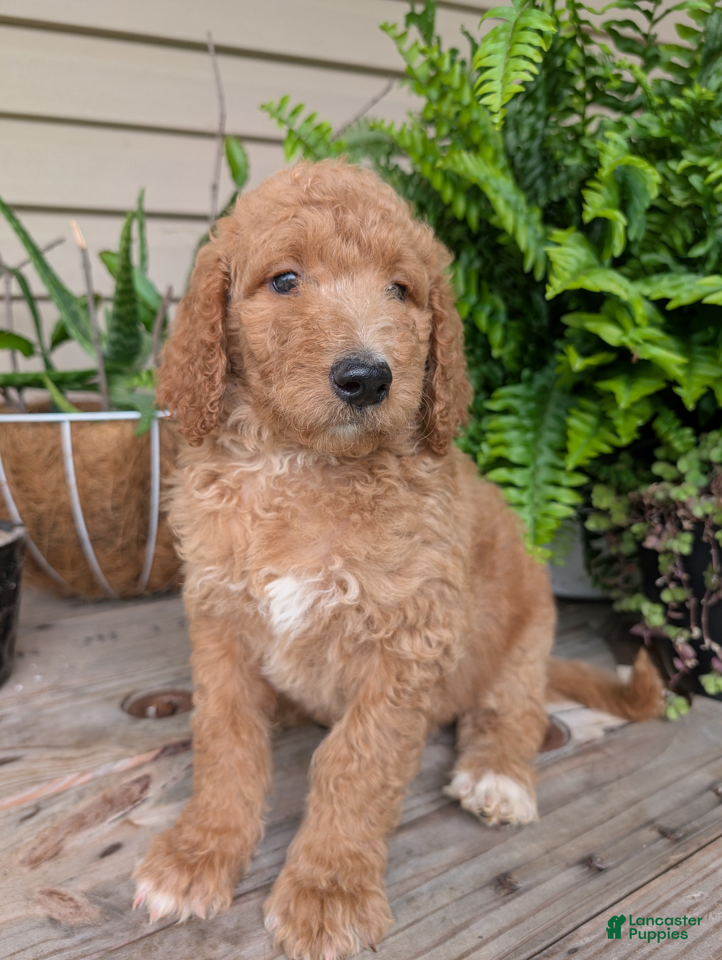 Goldendoodle dogs Annie  - Ad 1