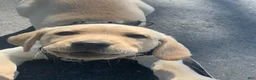 Labrador Retriever dogs for sale: Labrador Retriever Puppy 2 - Ad 3