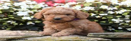 Mini Goldendoodle dogs for sale: Julie  - Ad 4