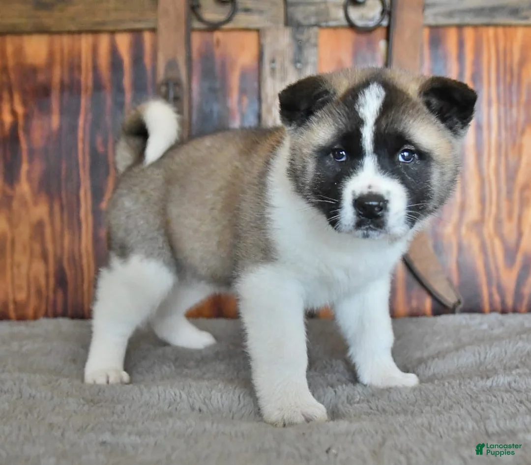 Gallery Image {{count}}