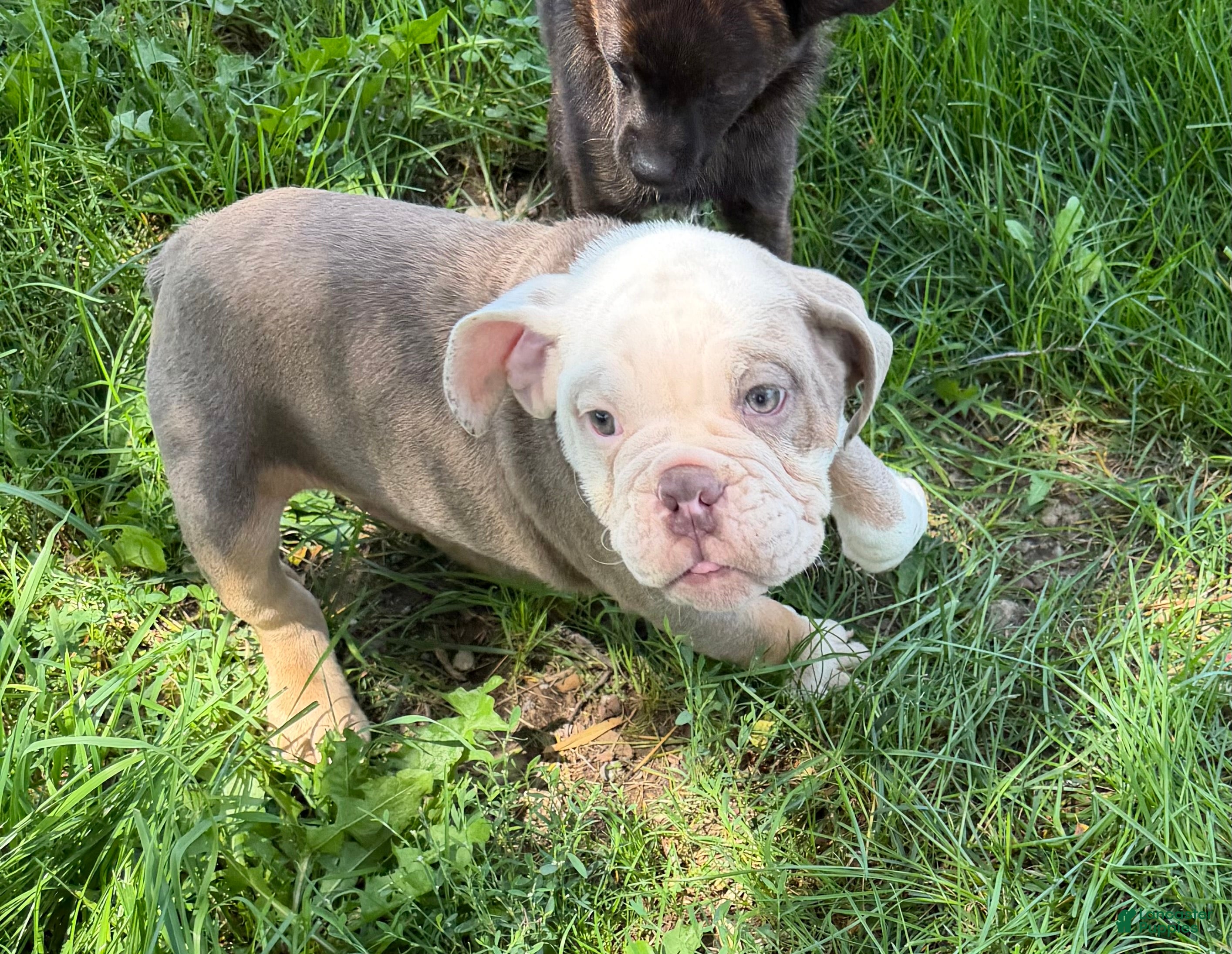 English Bulldog dogs Sebastian  - Ad 1