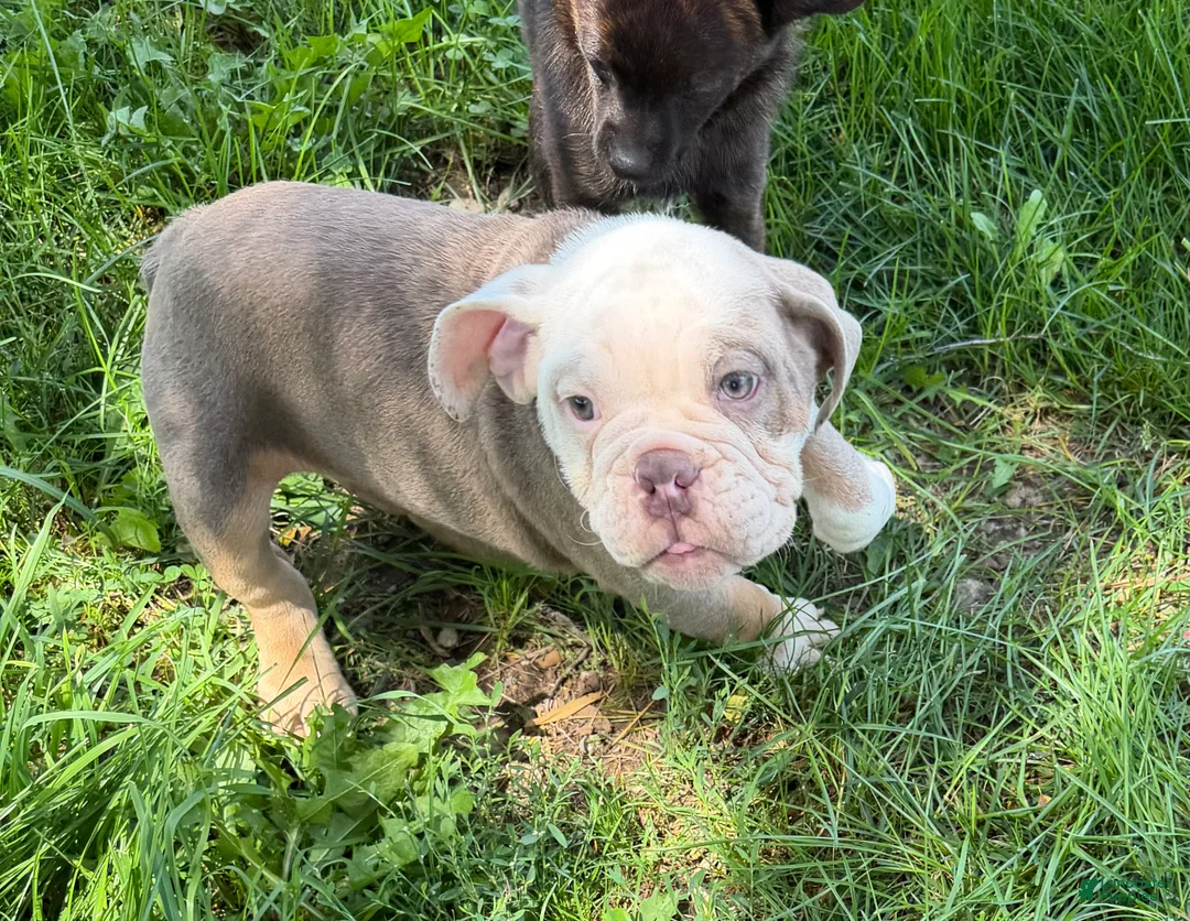 English Bulldog dogs for sale: Sebastian  - Ad 1