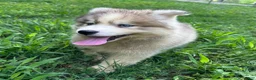 Siberian Husky dogs for sale: ROBBIE - Ad 15