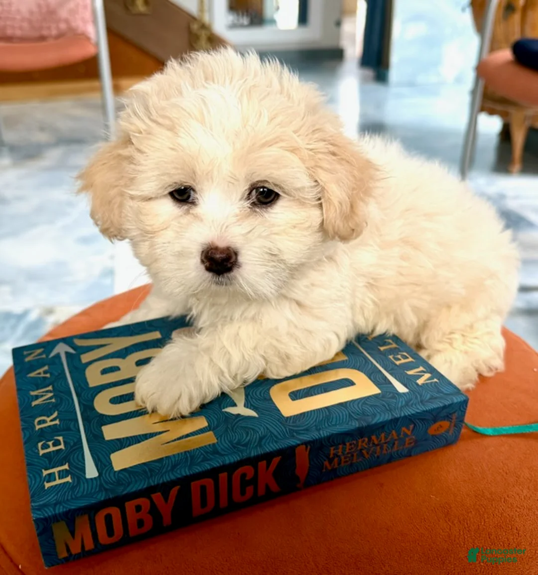Maltipoo dogs for sale: Teddybear Maltipoo Female 1 - Ad 4