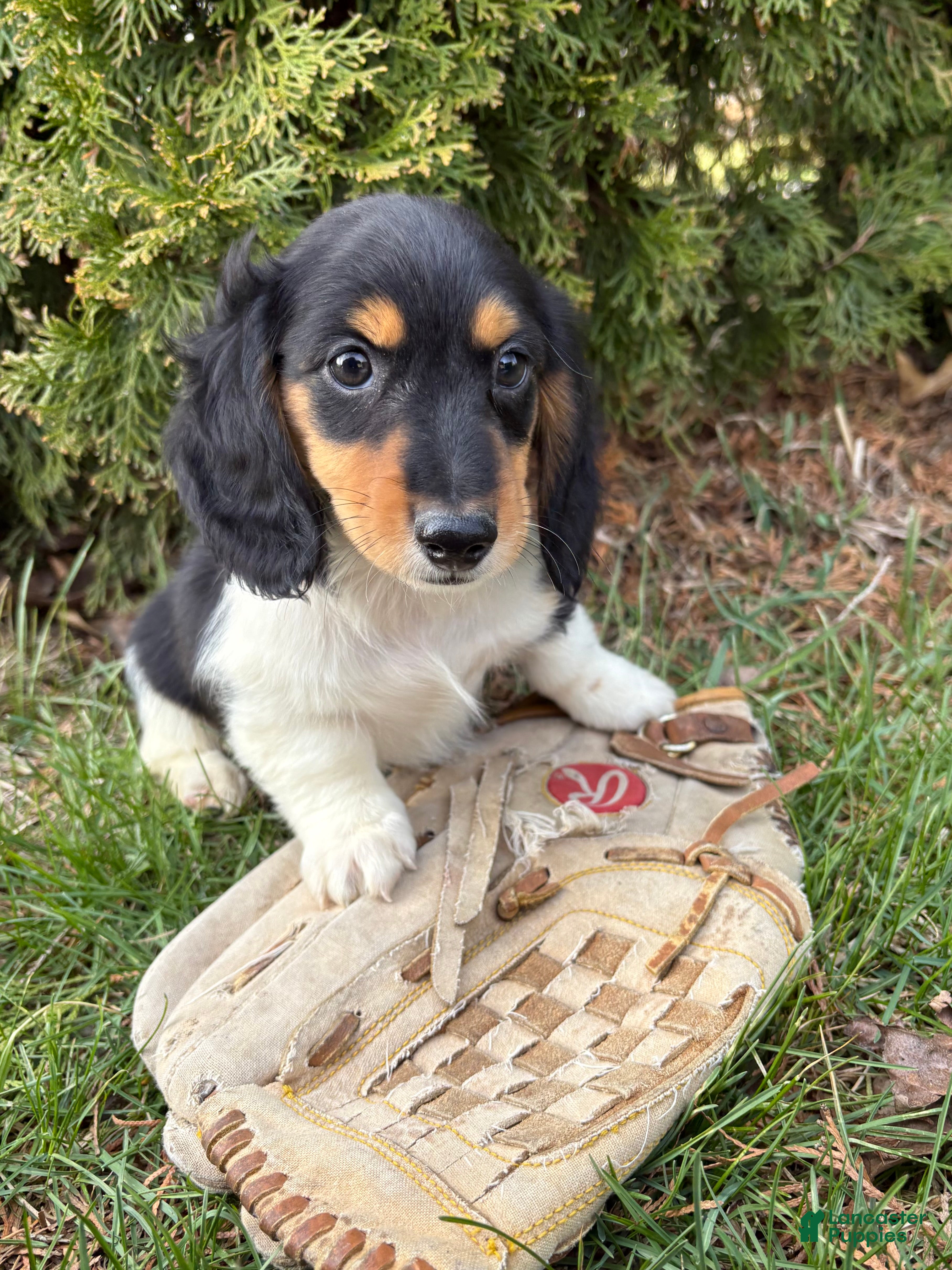 Dachshund dogs Cruz - Ad 2