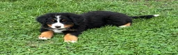 Bernese Mountain Dog dogs for sale: Bernese Mountain Dog Puppy 1 - Ad 5