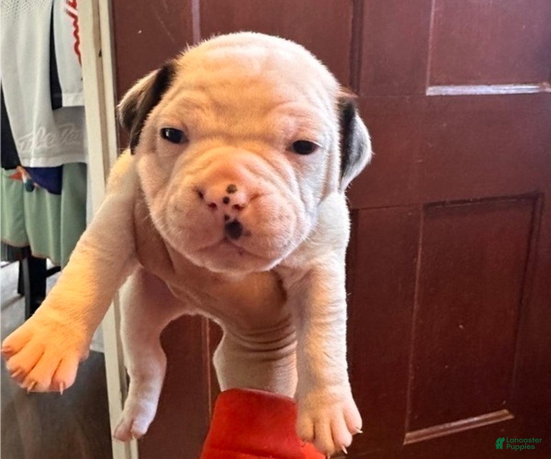 Olde English Bulldogge dogs for sale: Olde English Bulldogge Puppy 2 - Ad 2