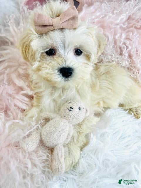 Maltese dogs Maltese Puppy 1 - Ad 24