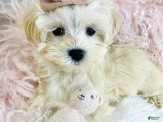 Maltese dogs Maltese Puppy 1 - Ad 10