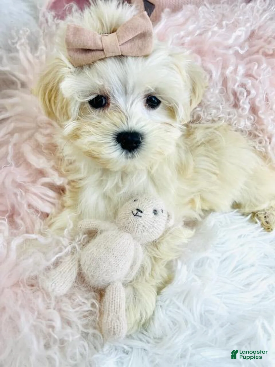 Maltese dogs for sale: Maltese Puppy 1 - Ad 1