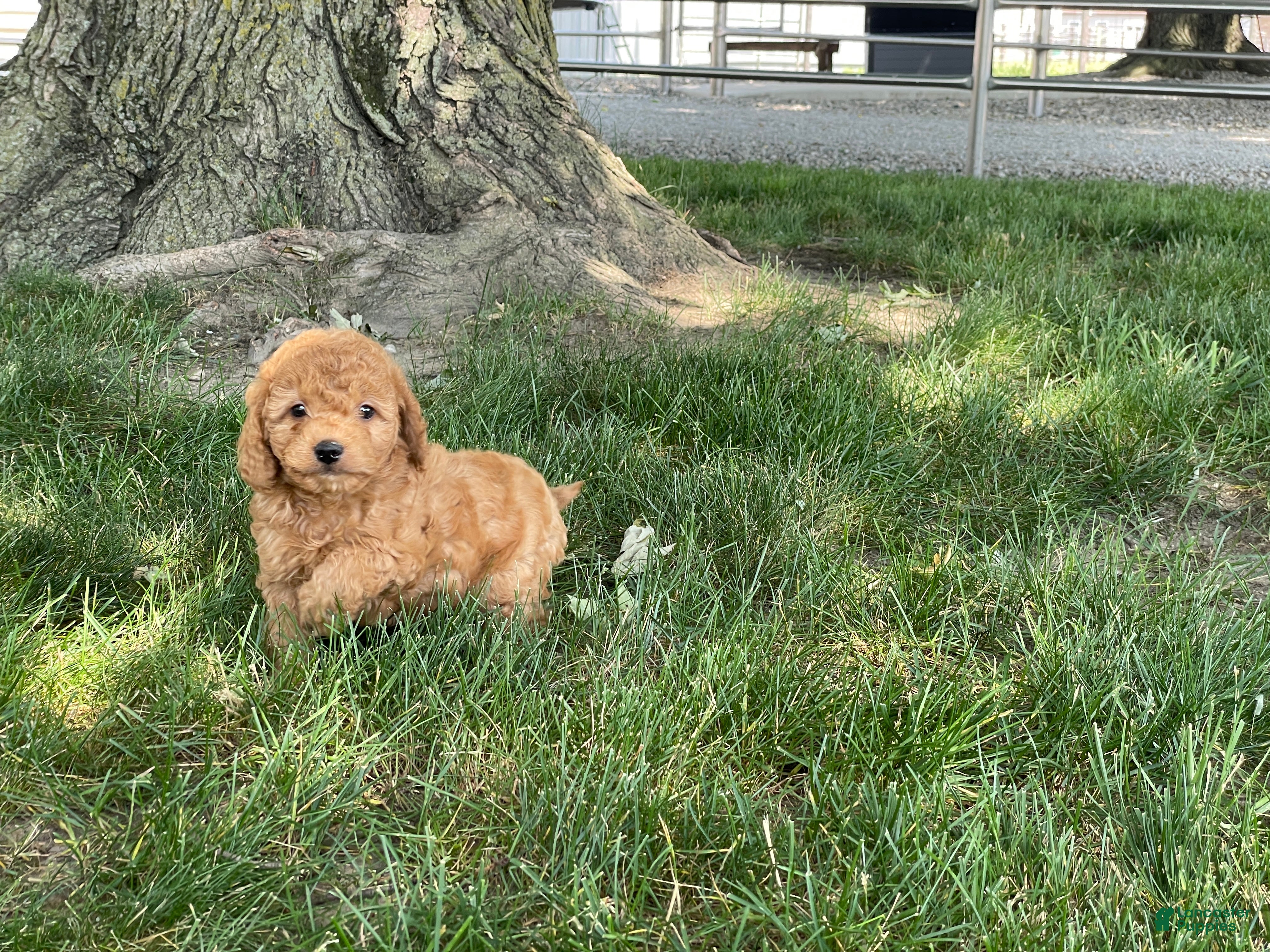 Mini Goldendoodle dogs Mindy Mini Goldendoodle  - Ad 2