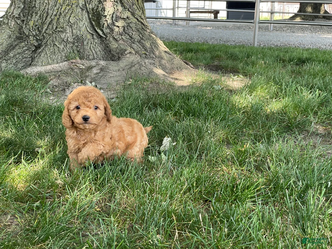 Mini Goldendoodle dogs for sale: Mindy Mini Goldendoodle  - Ad 2