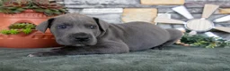 Great Dane dogs for sale: Big Boy - Ad 2