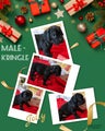 Cane Corso Male Puppy Kringle