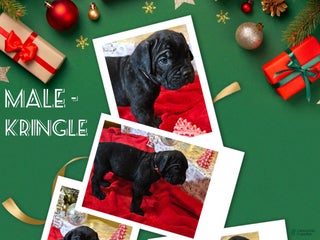 Cane Corso dogs Cane Corso Male Puppy Kringle - Ad 37