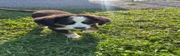Bernese Mountain Dog dogs for sale: Phoebe - Ad 4