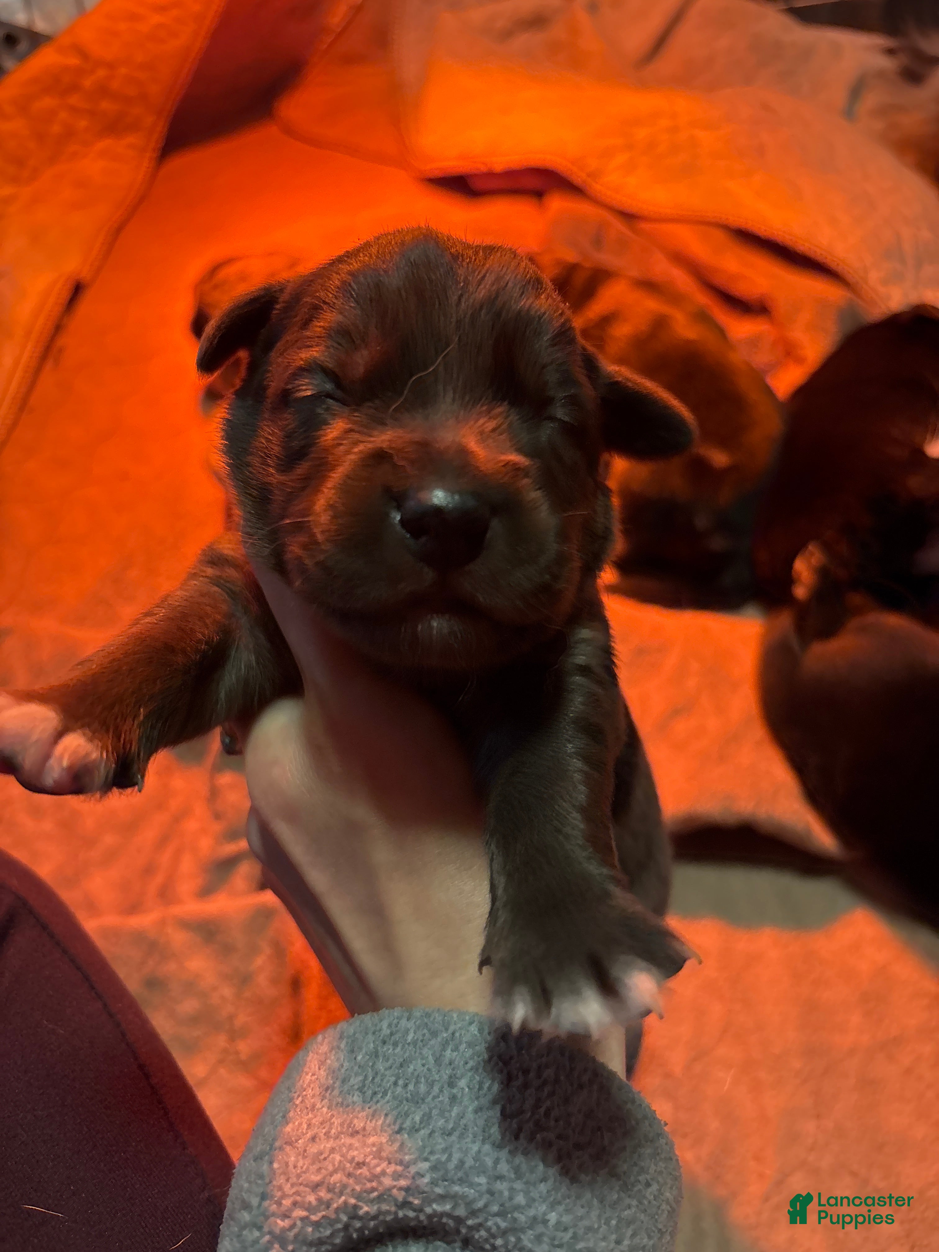 Mixed Breed dogs Mixed Breed Puppy 2 - Ad 16