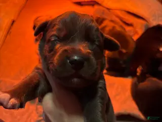 Mixed Breed dogs Mixed Breed Puppy 2 - Ad 16