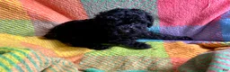 Cavapoo dogs for sale: Stormy - Ad 16