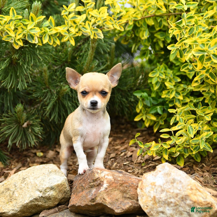 Chihuahua dogs Charlotte - Ad 1