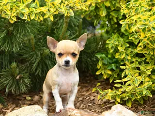 Chihuahua dogs for sale: Charlotte - Ad 4