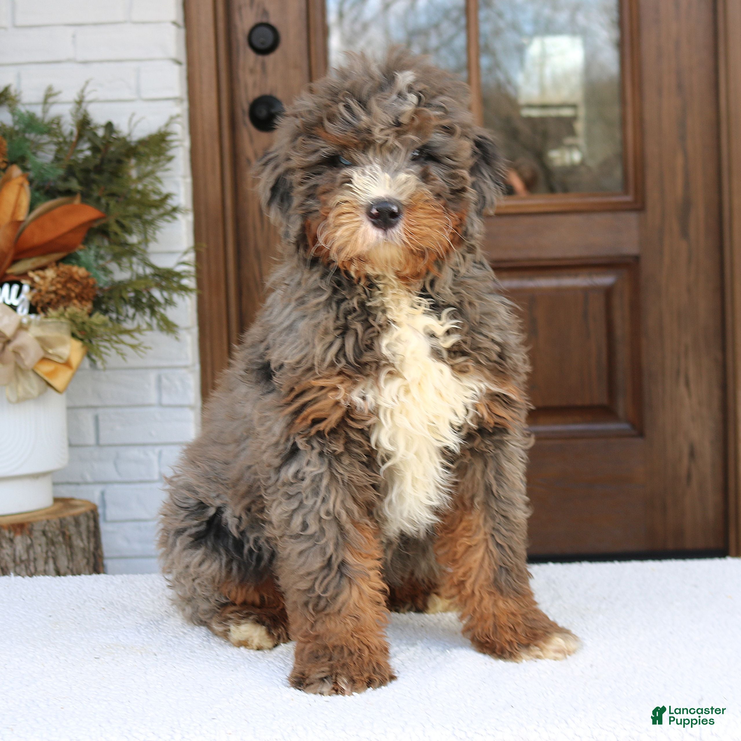 Mini Bernedoodle dogs Baxter  - Ad 1