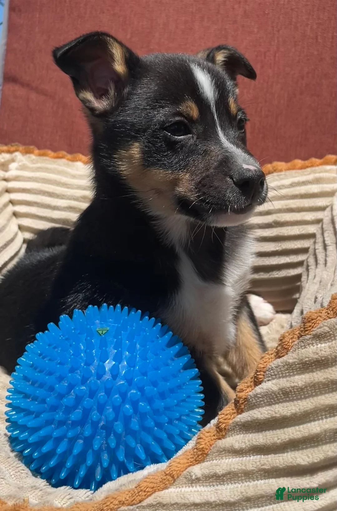Mixed Breed dogs for sale: Cody - Ad 2