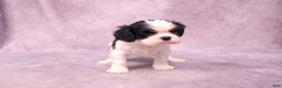 Cavalier King Charles Spaniel dogs for sale: Silas - Ad 16