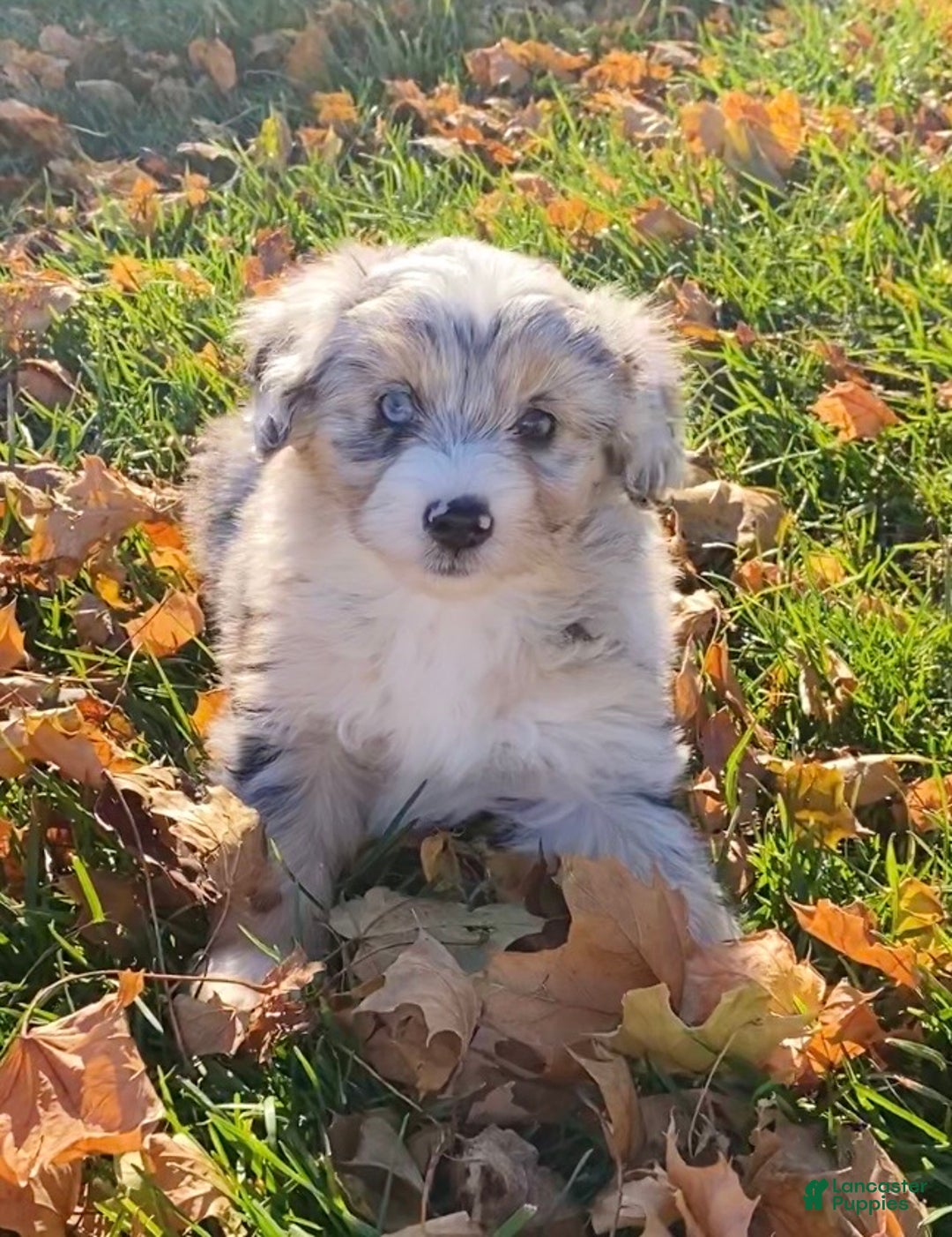 Mini Aussiedoodle dogs for sale: Tink - Ad 3
