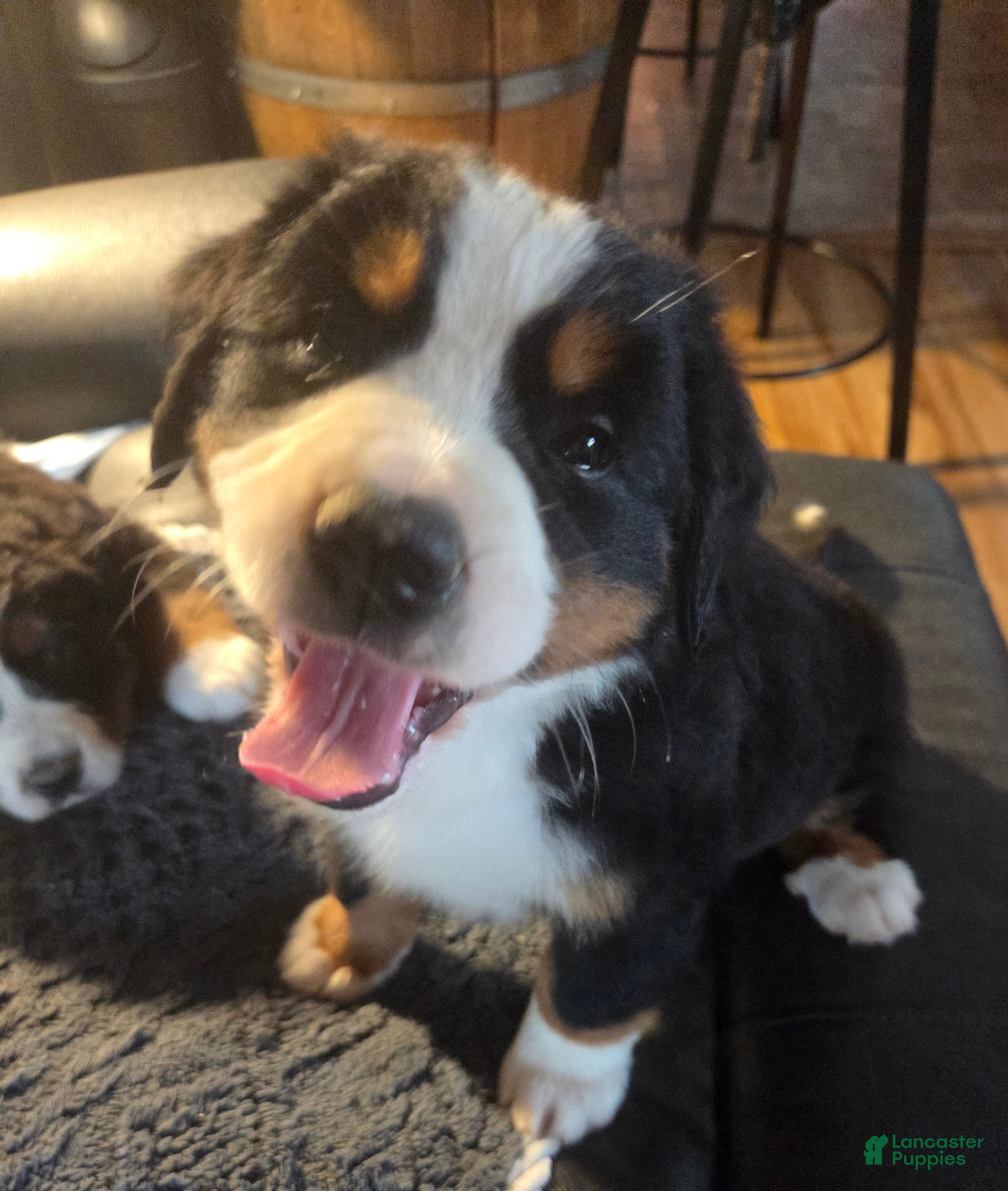 Bernese Mountain Dog dogs Bernese Mountain Dog Puppy 1 - Ad 42