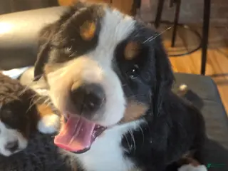 Bernese Mountain Dog dogs Bernese Mountain Dog Puppy 1 - Ad 42