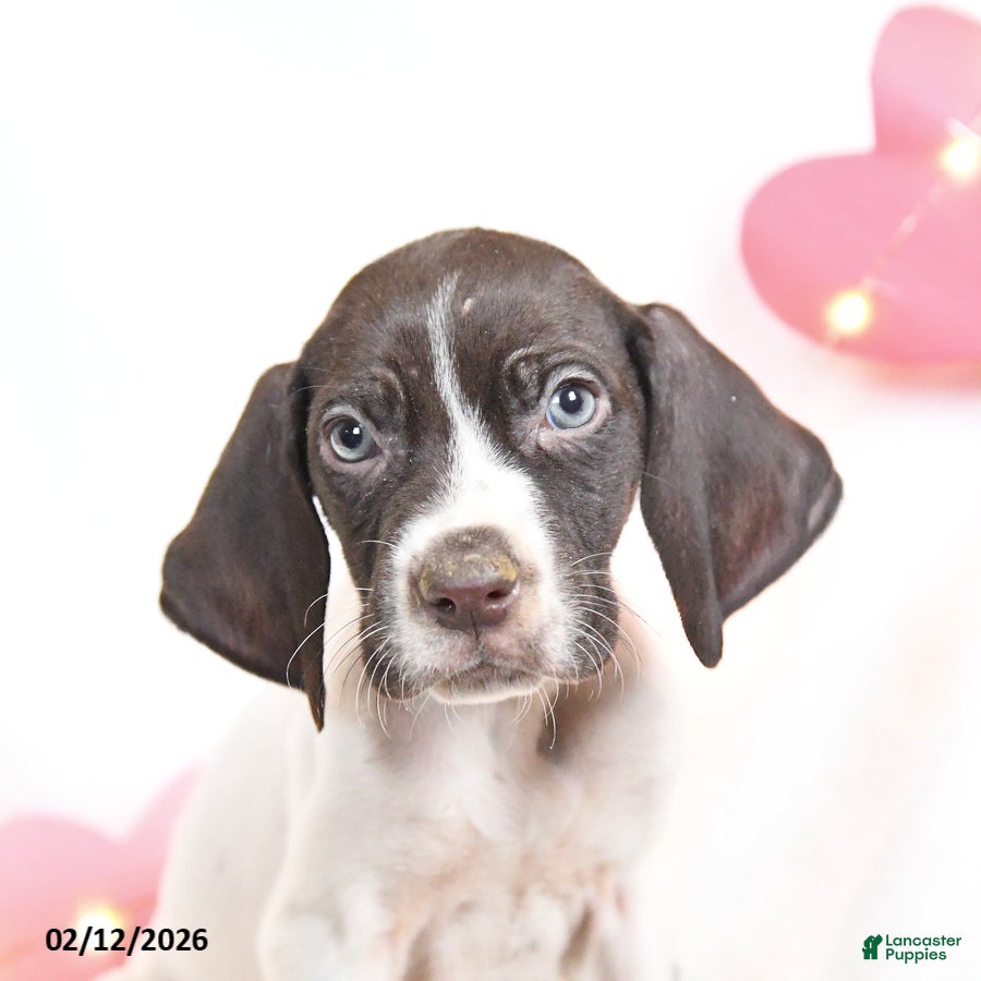 German Shorthaired Pointer dogs Remi  - Ad 2
