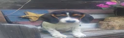 Beagle dogs for sale: Luke - Ad 4