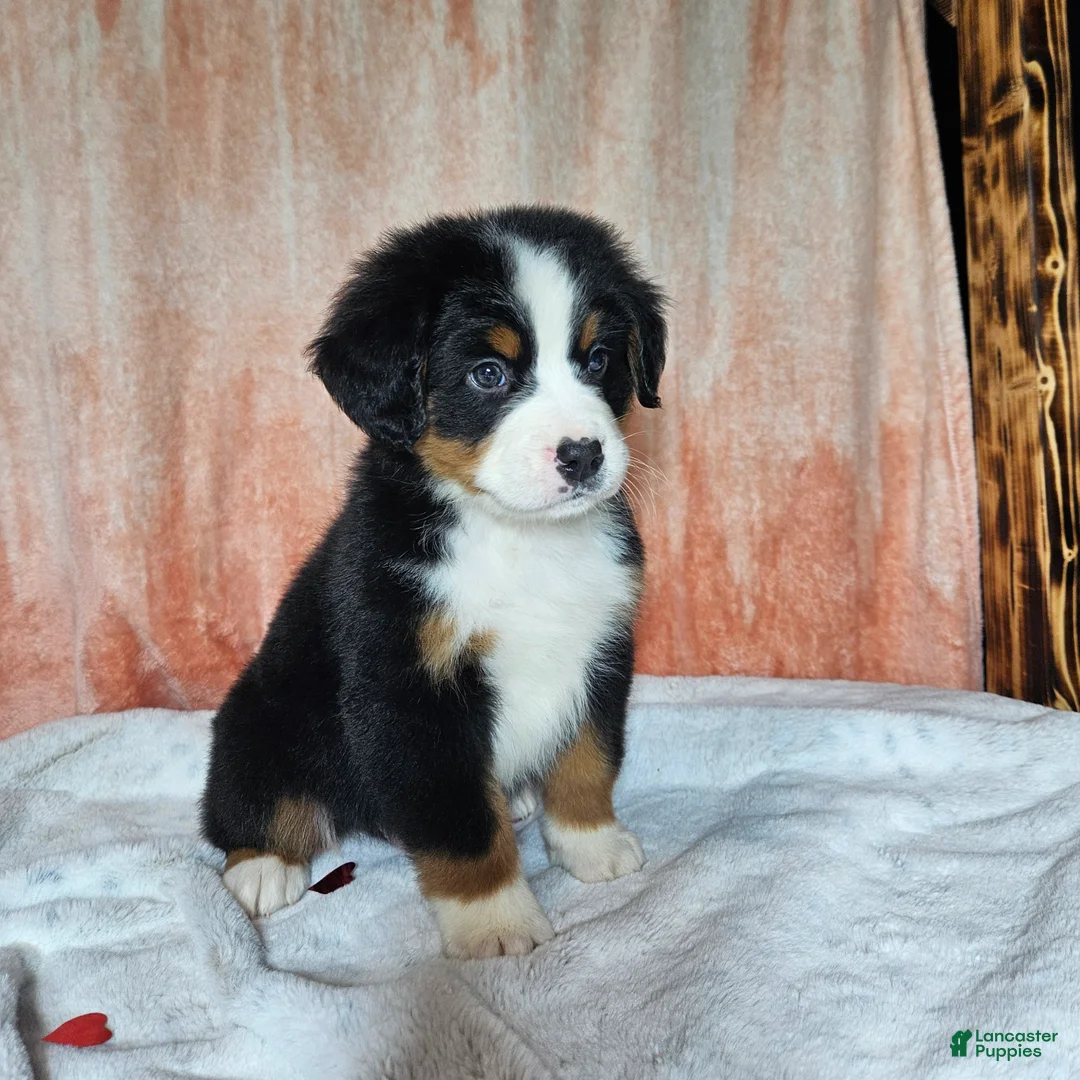 Bernese Mountain Dog dogs for sale: Cooper - Ad 3