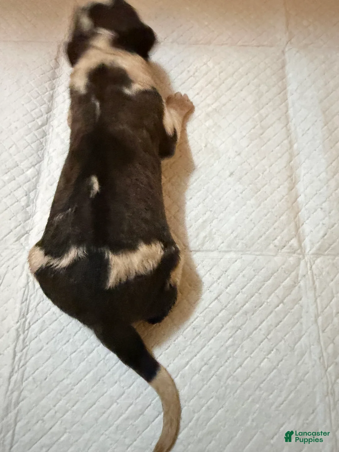 Saint Bernard dogs for sale: Boy 3 - Ad 1