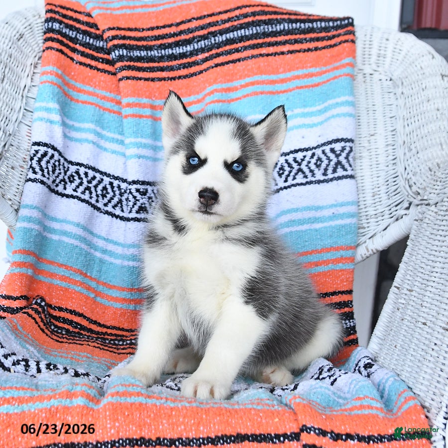 Siberian Husky dogs Sadie - Ad 2
