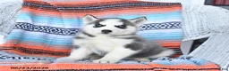 Siberian Husky dogs for sale: Sadie - Ad 2