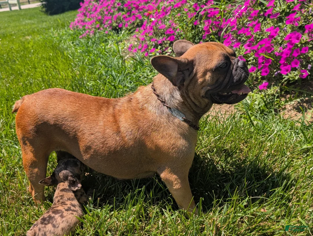 French Bulldog dogs for sale: French Toast - Ad 9