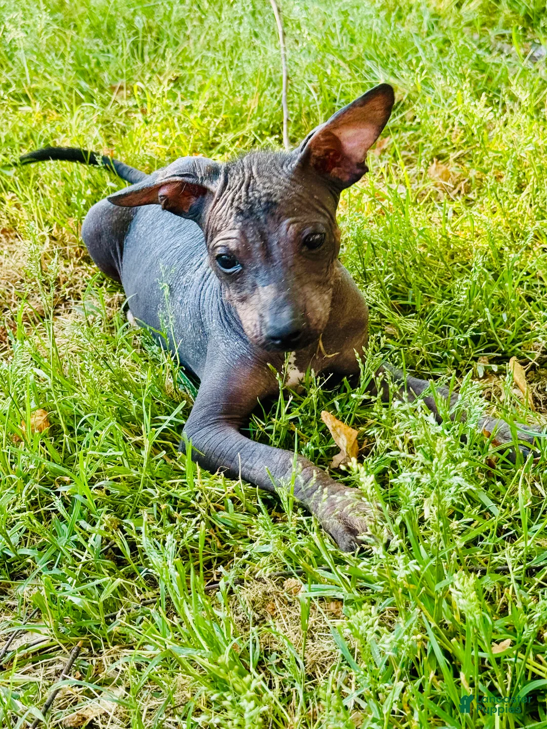 Xoloitzcuintle dogs for sale: Xoloitzcuintle Puppy 1 - Ad 1